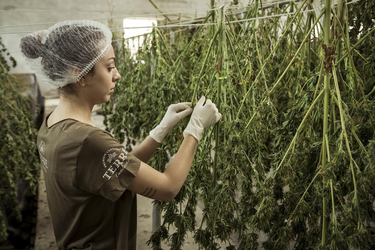 Is CBD Oil Addictive?